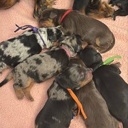 Chocolate Male - Blue Collar - Chocolate male Cavapoo puppy in Herriman, Utah from Gypsi Doodles & Poodles LLC.