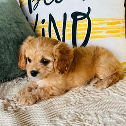 Willow - Red female Cavapoo puppy in Miami, Oklahoma from BriarCreek Cavapoos