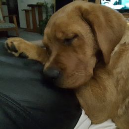 Labrador Retriever Puppies from Hidden River Retrievers