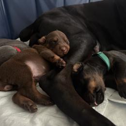 Doberman Pinscher Puppies from Haus of Hound