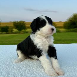 Boot Scootin' - Black and white female Sheepadoodle puppy in Adams, Nebraska from Boxcar Doodles and Poodles