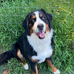 Kenai - Bernese Mountain Dog