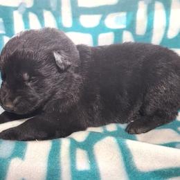 Aqua Collar Male - Black male German Shepherd puppy in Cadet, Missouri from Working Valley Shepherds