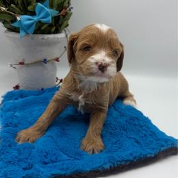 Wesson - Red male Cavapoo puppy in Central, Arizona from Desert Valley Doodles