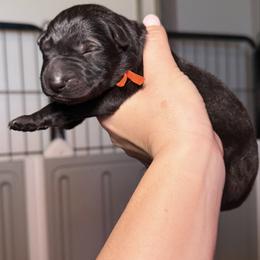 Orange Collar Girl - Sable female German Shepherd puppy in Universal City, Texas from Jaxinhaus German Shepherds