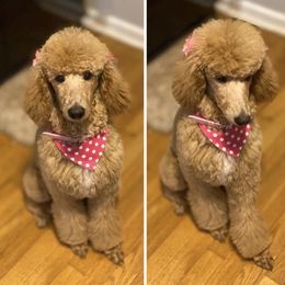 Poodle All Grown Up from KB Blue Sky Farm