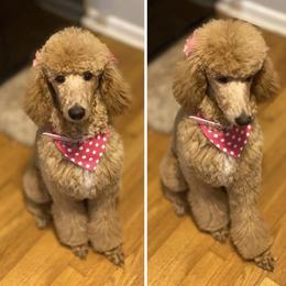 Poodle All Grown Up from KB Blue Sky Farm