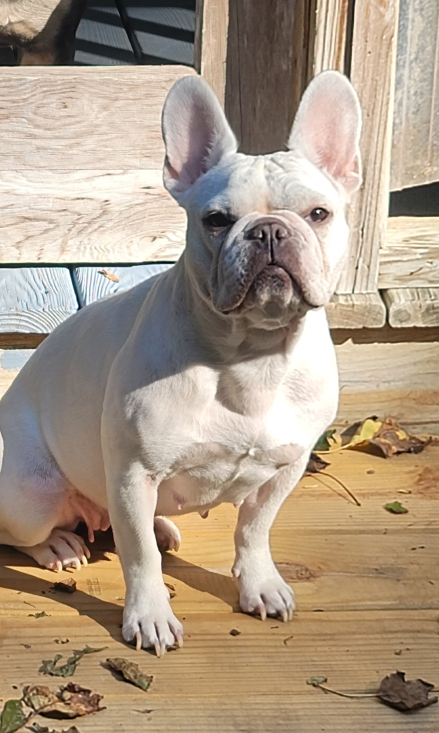 Beauty - French Bulldog