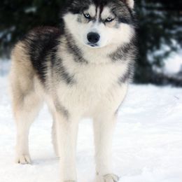 Siberian Husky All Grown Up from Temno Siberians