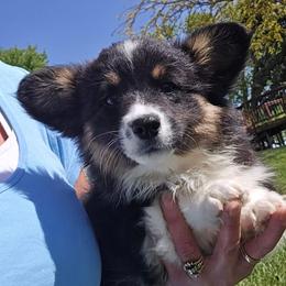 Sissy-Fluffy - Black and tan female American Corgi puppy in Walker, Iowa from Double K Corgis