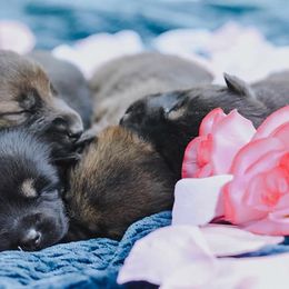 German Shepherd and Pembroke Welsh Corgi Puppies from CB Kennel and Ranch