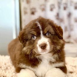 Sugar Baby - Red tri-color female Miniature American Shepherd puppy in Fredericksburg, Virginia from Battlefield Australian Shepherds and Miniature American Shepherds