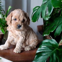 Chilli - Red female Cockapoo puppy in Sparta, Missouri from Sis' Doodles & Poodles