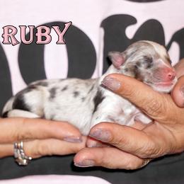 Ruby - Blue Merle Female - Blue merle female Toy Shetland Sheepdog puppy in Frazeysburg, Ohio from Mountain High Kennels