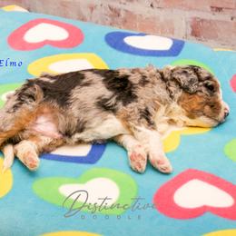 Elmo - Blue merle male Aussiedoodle puppy in Kennesaw, Georgia from Distinctive Doodle
