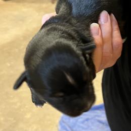 Whisper - Black tri female Miniature Australian Shepherd puppy in Godley, Texas from Nana and Paws Aussies