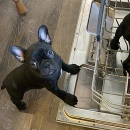 Boston Terrier and Companion Cross Puppies from Antelope Creek Frenchtons