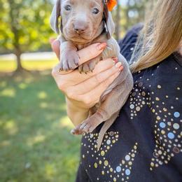 Candy Corn - Fawn (isabella) and tan female Dachshund puppy in Marion, Ohio from Doodles & Doxies
