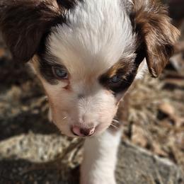 Aussiedoodles, Miniature Australian Shepherds, and Toy Australian Shepherds from Windfallpuppies