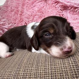 Sam I am - Piebald male Dachshund puppy in Bentonville, Arkansas from T & D Dachshunds by design