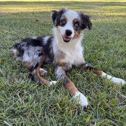 Miniature Australian Shepherd puppies from Magnolia Aussies