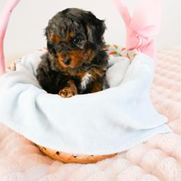 Chanel - Merle female Cavapoo puppy in Shelley, Idaho from Grace's Puppies