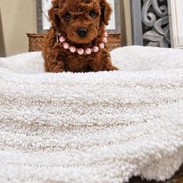 Amber - Red  female Poodle puppy in Midway City, California from Rapture Red Poodles