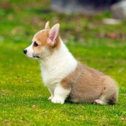 Pembroke Welsh Corgis from Windy City Corgis