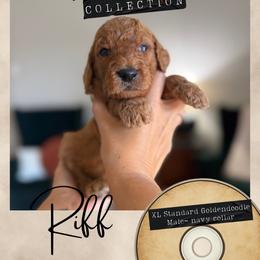 Riff - Dallas,Tx - 4,000 - Red  male Goldendoodle puppy in Garland, Texas from Twilight Doodles