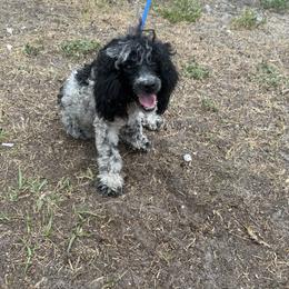 AKC Mobie - Parti male Poodle puppy in Holiday, Florida from In the Name of Fluff