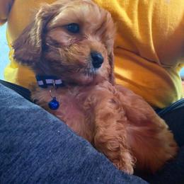 Cinnamon - Red male Cavapoo puppy in Arkansas from Brew House