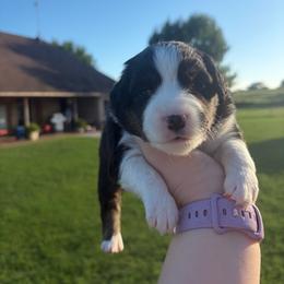 Sierra - Black tri female Miniature Australian Shepherd puppy in Weatherford, Texas from F & T Aussies