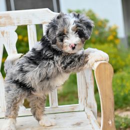 Aussiedoodle, Bernedoodle, Goldendoodle, and Irish Doodle Puppies from Sun Valley Goldendoodles