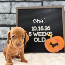 Chai - Red male Dachshund puppy in Goodyear, Arizona from AZ Low Life Doxies