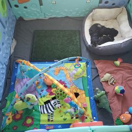 Miniature Schnauzer Puppies from Nature's Nook