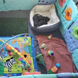 Miniature Schnauzer Puppies from Nature's Nook