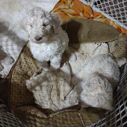 Poodle Puppies from Beverly Deornellis's Poodles