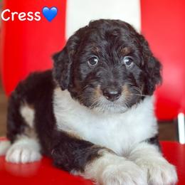Brody Cress - Black tri-color male Aussiedoodle puppy in Lancaster, Minnesota from Finney Ranch