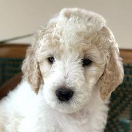 Girl 3 - Parti Poodle puppy in Utah from Red Mountain Poodles