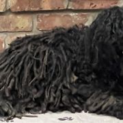 Sally - Puli