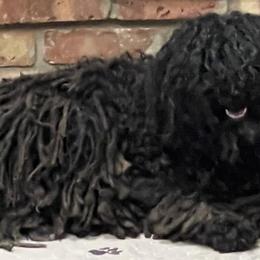 Sally - Puli