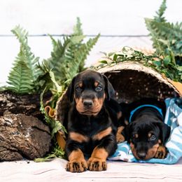 Doberman Pinscher Puppies from Imperium Dobermann Kennel