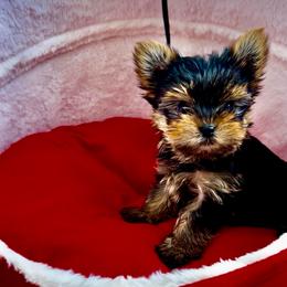 Boy 2 - Black and gold male Yorkshire Terrier puppy in New York from Yorkies Boutique