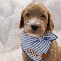 Ollie - Apricot male Goldendoodle puppy in San Tan Valley, Arizona from Golden Haven