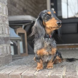 Wren - Dachshund