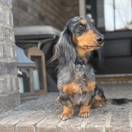 Wren - Dachshund