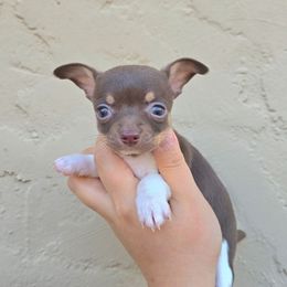 Choc white m - Chocolate and white male Chihuahua puppy in Vineland, New Jersey from Royal Companion's