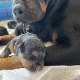 Brussels Griffon and Rottweiler Puppies from Bernkastel Rottweilers & Brussels Griffon