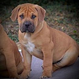 Boerboel puppies from Cold River Boerboels