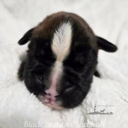 Black Beauties Backlash - Brindle male Boxer puppy in Elizabeth City, North Carolina from Black Beauties Boxers
